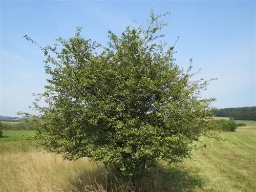 Боярышник наваррский (Crataegus laevigata)