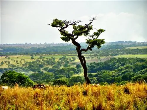 В мире много исчезающих растений