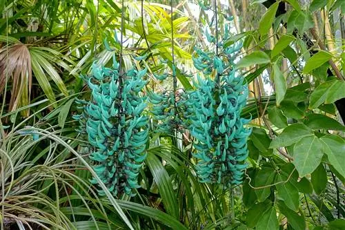 Зеленый нефритовый цветок - исчезающий альпинист.