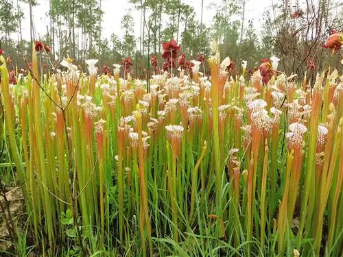 Sarracenia leucophylla - хищное растение, находящееся под угрозой исчезновения.