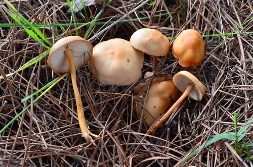 Marasmius collinus и Tricholoma caligatum