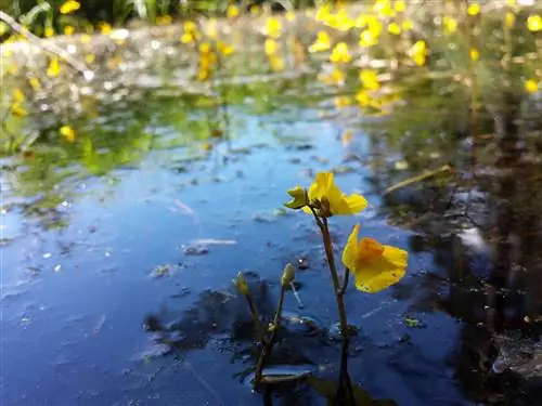 Utricularia australis - водное растение.