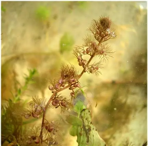 Utricularia australis имеет ловушки в форме пузырьков.