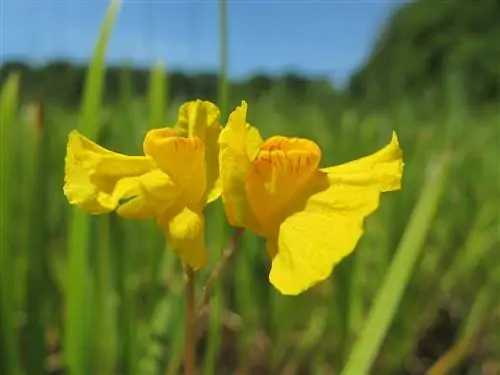 Лентибулярия (Utricularia australis)