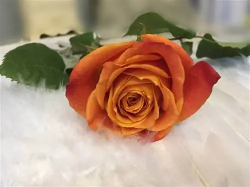 Цветы роз хорошо и быстро сохнут на книгах