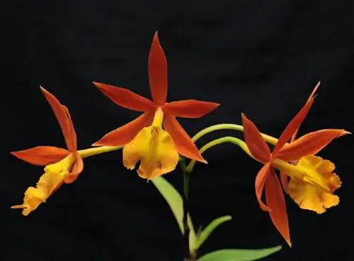 красивое изображение орхидеи эпидендрум