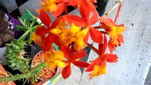 Звездная орхидея (Эпидендрум)