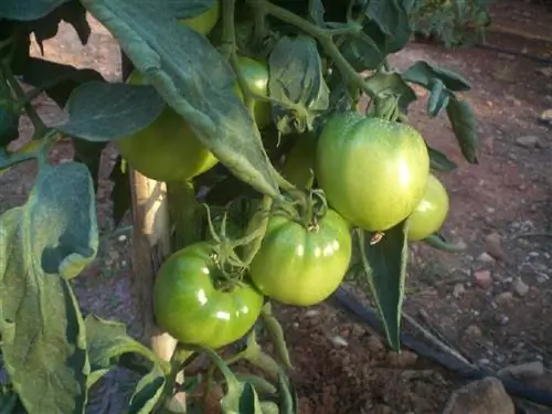 оптимальный помидор