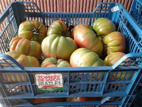 оптимальная продажа томатов