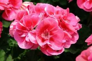 Пеларгония хорторум представляет собой небольшой кустарник.