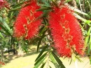Вид на цветы Callistemon viminalis