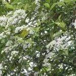 Вид на Photinia glabra в цвету