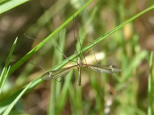 Типула (Tipula oleracea)