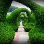 Получите отличные топиарные арки