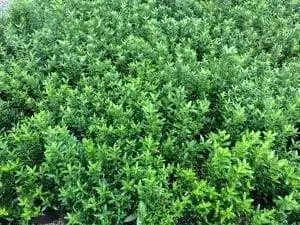 одноименный