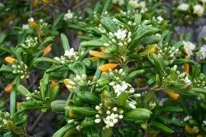 Pittosporum tobira - вечнозеленый кустарник.