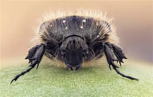 изображение, на котором вы можете увидеть волоски жука под названием Oxythyrea funesta