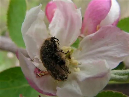 Oxythyrea funesta питается цветком розы