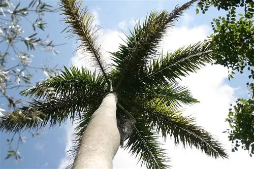 Roystonea regia - быстрорастущая пальма.