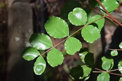 Рожковое дерево - типичное средиземноморское дерево.