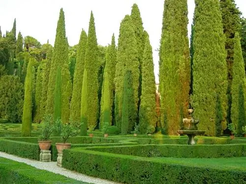 Вид Cupressus sempervirens