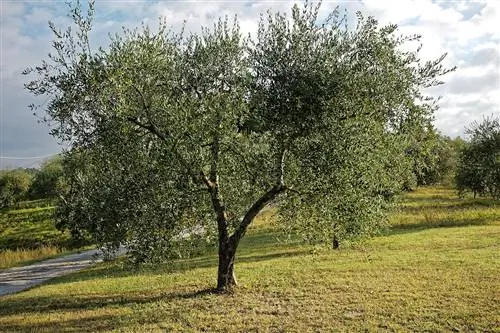 Оливковое дерево - вечнозеленое дерево.