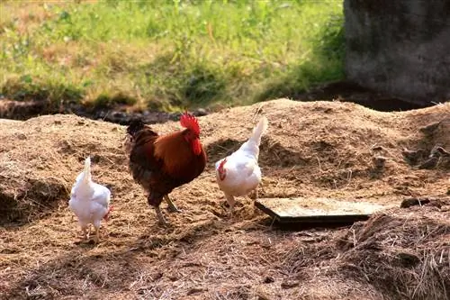 Свойства куриного помета