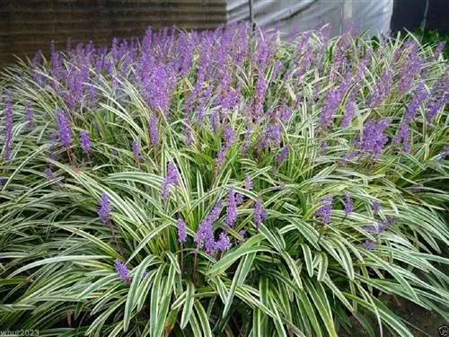 сад, полный растений и цветов, имя которого Liriope muscari