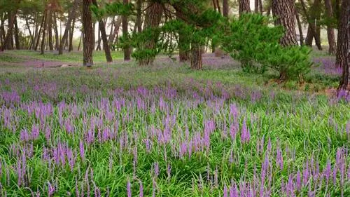 Поле, полное кустов растения Liriope muscari