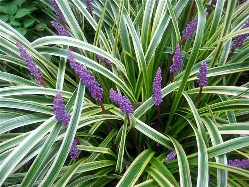 Змеевик (Liriope muscari)