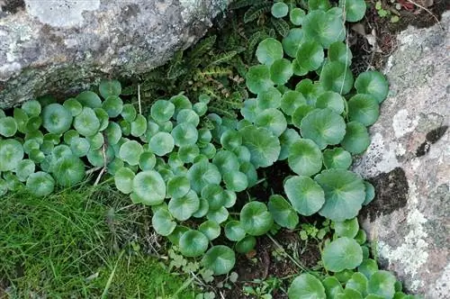 umbilicus rupestris на камнях