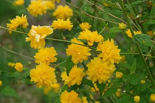 желтые цветы под названием Kerria japonica
