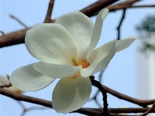 Магнолия денудата - листопадное дерево.