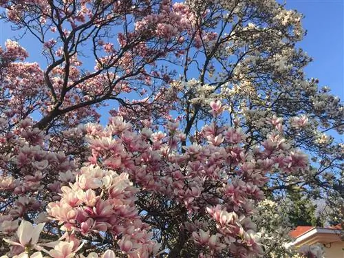 Магнолия - медленнорастущее дерево.