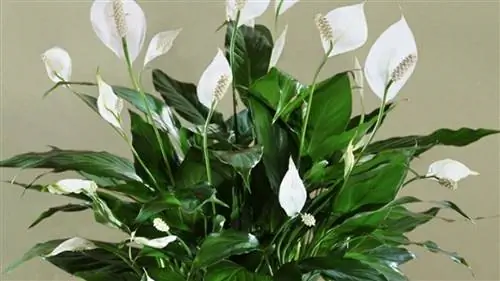 Спатифилум