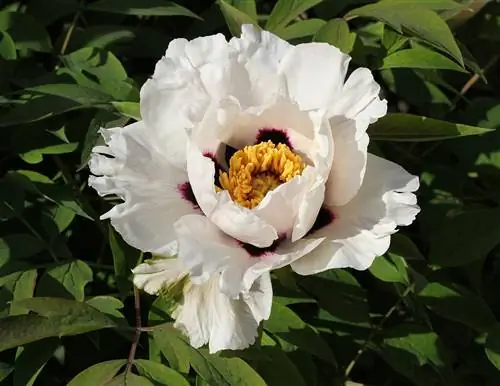Paeonia rockii - растение с белыми цветками.