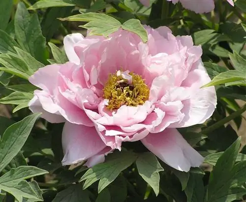 Paeonia suffruticosa - красивоцветущее растение.
