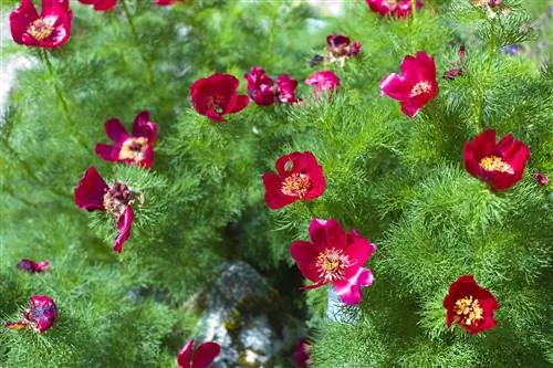 Paeonia tenuifolia - растение с красными цветками.
