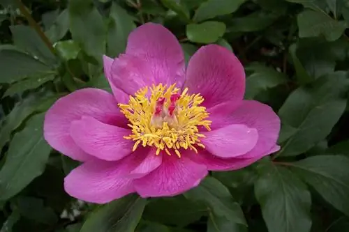 Paeonia broteri - растение с розовыми цветками.