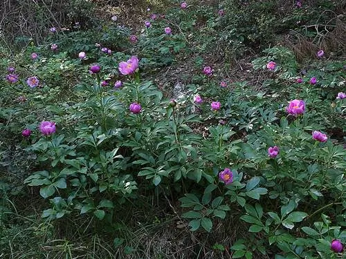 Paeonia coriacea живет в тени.