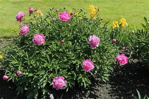 Paeonia lactiflora - многолетнее растение.
