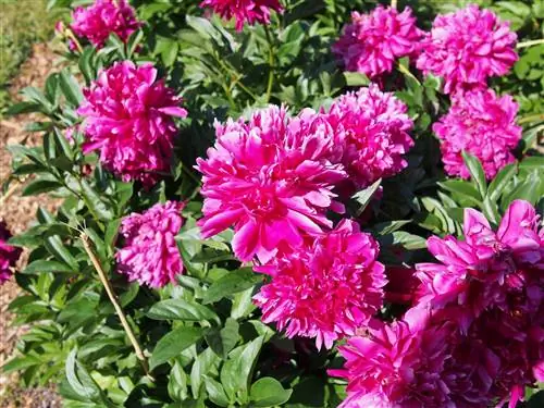 Пион Карла Ронсефилда цветет розовыми цветами.