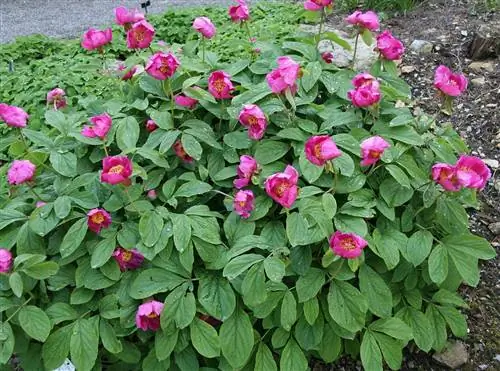 Paeonia mascula - растение с розовыми цветками.