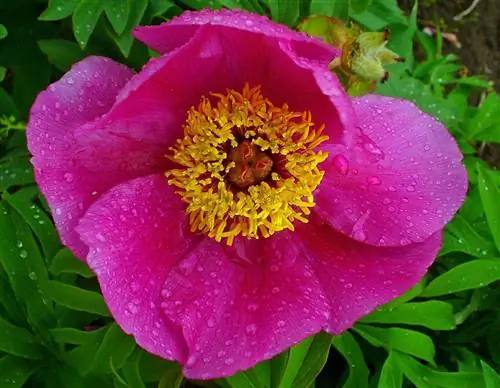 Paeonia officinalis цветет розовыми цветами.