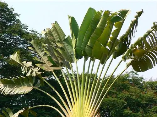 Ravenala madagascariensis - крупное растение.