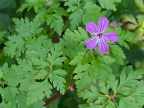 цветы, которые растут из растения Geranium roberitanum