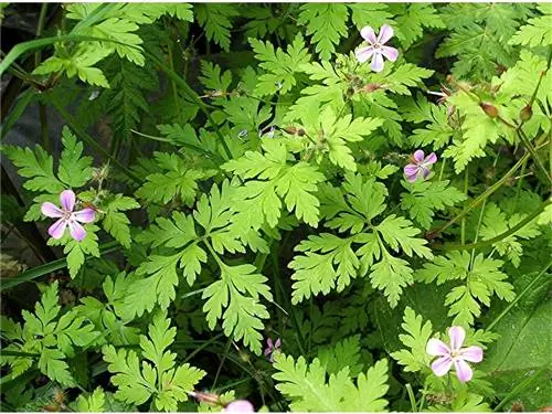 кустарник под названием Geranium roberitanum