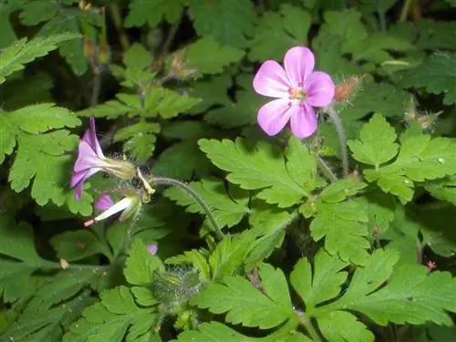 цветы, которые растут из растения Geranium roberitanum