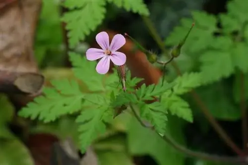 Зверобой (Geranium robertianum)