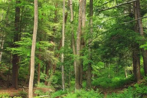 В лесу конкуренция может быть жестокой